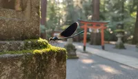 神社で黒い羽根のハグロトンボに出会ったらスピリチュアルなサインなの？