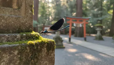 神社で黒い羽根のハグロトンボに出会ったらスピリチュアルなサインなの？