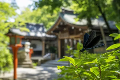 神社でハグロトンボを見た時のスピリチュアルな意味は？恋愛に悩む人必見の5つのメッセージ！