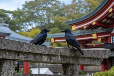 神社でカラスを2羽見かけるスピリチュアルな意味とは？恋愛運アップのサイン？