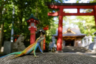 神社での参拝中に虹色トカゲが逃げない？気になるスピリチュアルな意味を徹底解説！