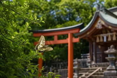 神社で歓迎サイン？蝶が近くに来たのは神様からのお出迎えって本当？