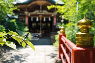 神社で青いトンボを見たら珍しい？参拝で運気好転する理由とは